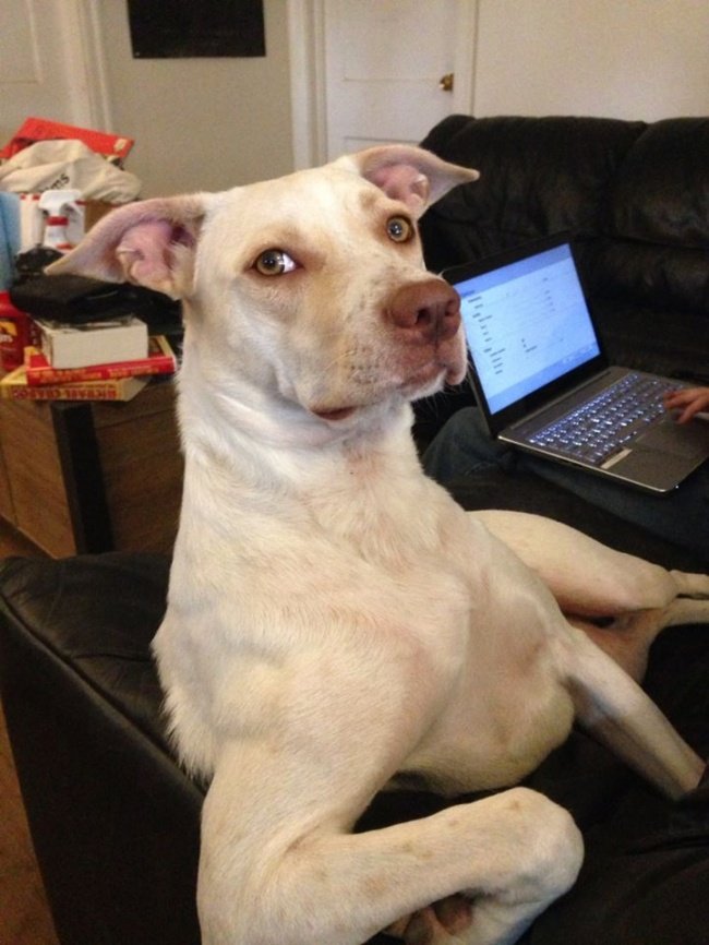 kutyák azt hiszik emberek