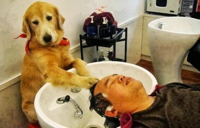 kutyák azt hiszik emberek