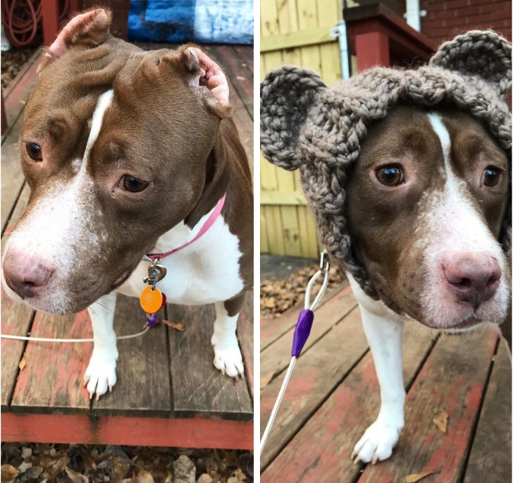 különleges kisállatok