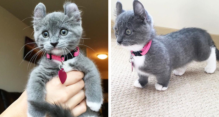 különleges kisállatok