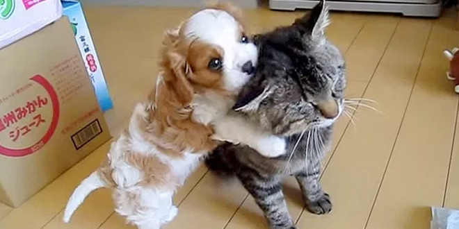 Pöttöm kiskutya próbára teszi a világ legtürelmesebb macskáját