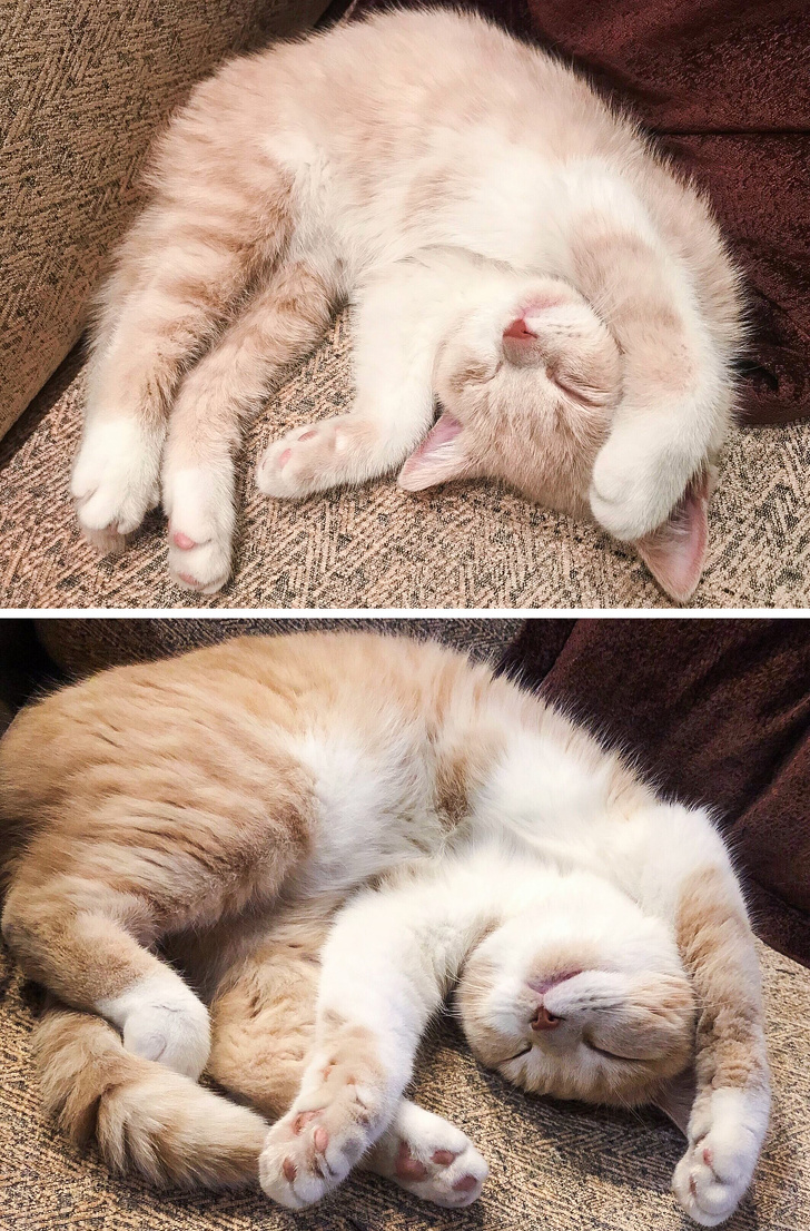 állatok felnőttek, de a szokásaik nem változtak