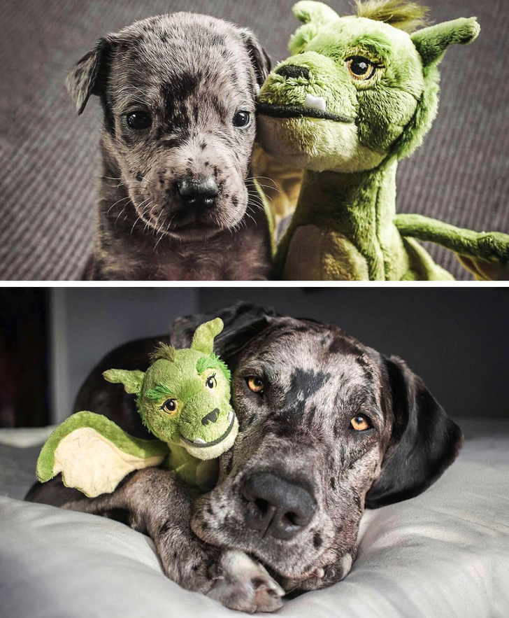 állatok felnőttek, de a szokásaik nem változtak