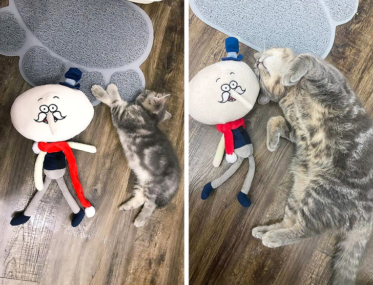 állatok felnőttek, de a szokásaik nem változtak