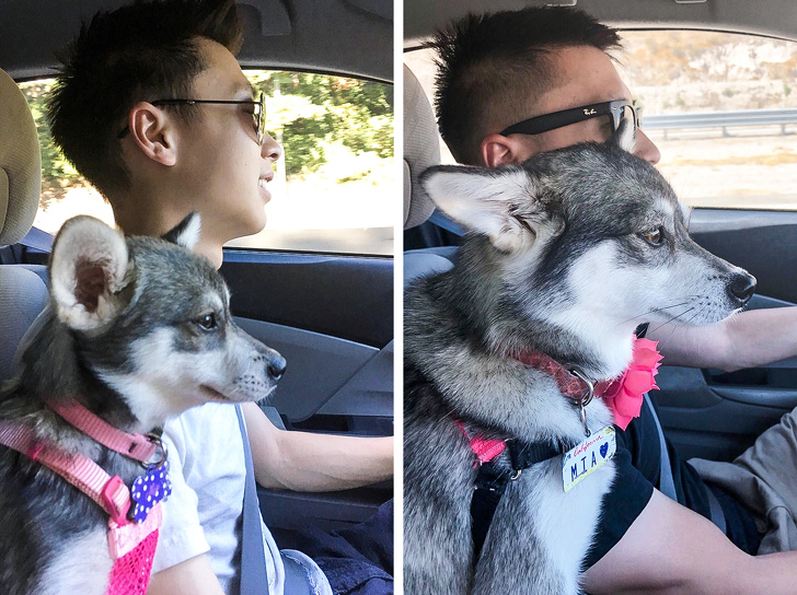 állatok felnőttek, de a szokásaik nem változtak