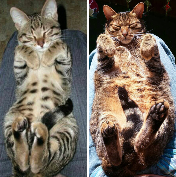 állatok felnőttek, de a szokásaik nem változtak