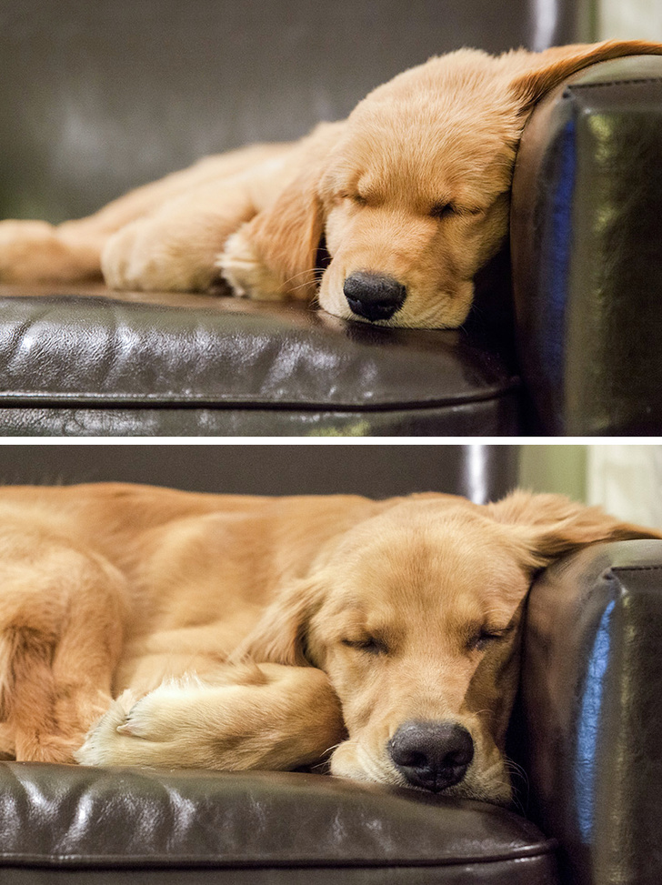 állatok felnőttek, de a szokásaik nem változtak