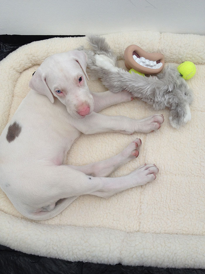 Csodálatos videó egy megmentett kiskutya növekedéséről