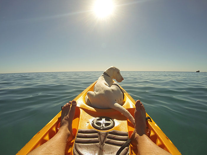 Csodálatos videó egy megmentett kiskutya növekedéséről