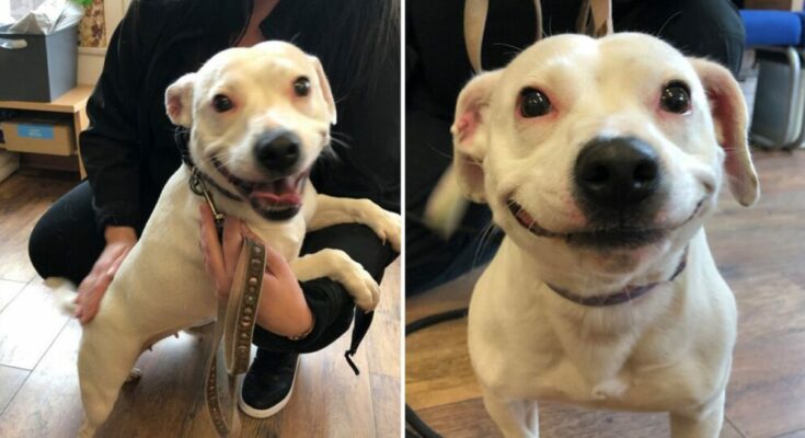 Mosolyával szerzett magának új otthont a rossz hírű kutya