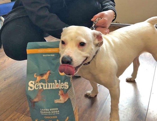 Mosolyával szerzett magának új otthont a rossz hírű kutya