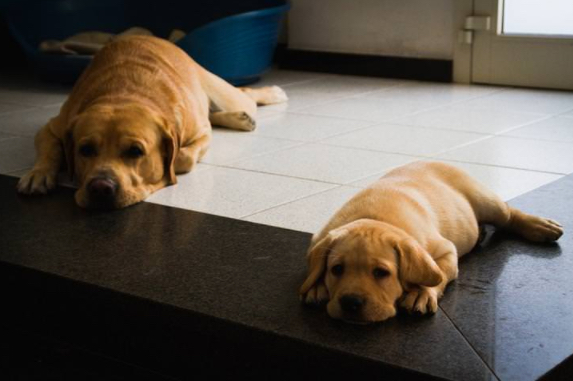 kiskutya hasonlít a szüleire