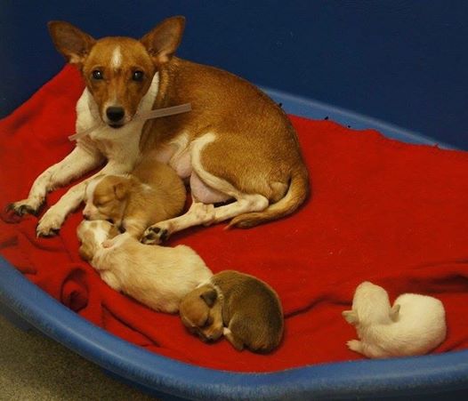 kiskutya hasonlít a szüleire