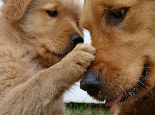 kiskutya hasonlít a szüleire