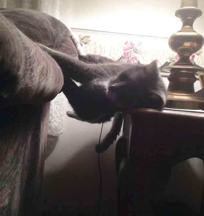 20 kép, amely feltárja előttünk a háziállatok rejtett életét3