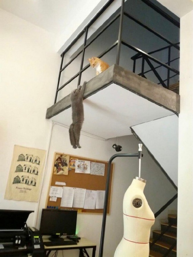 20 kép, amely feltárja előttünk a háziállatok rejtett életét14