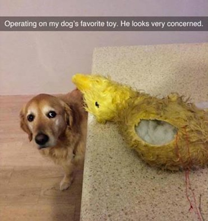 a kutyák szeretetből készültek