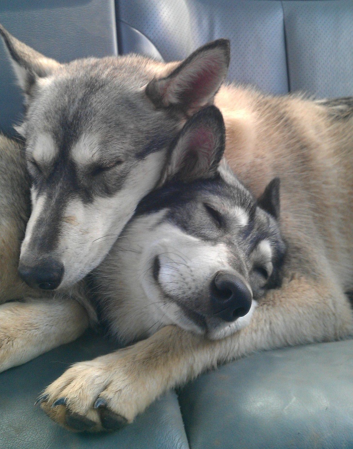 a kutyák szeretetből készültek