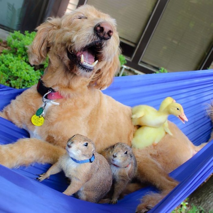 a kutyák szeretetből készültek