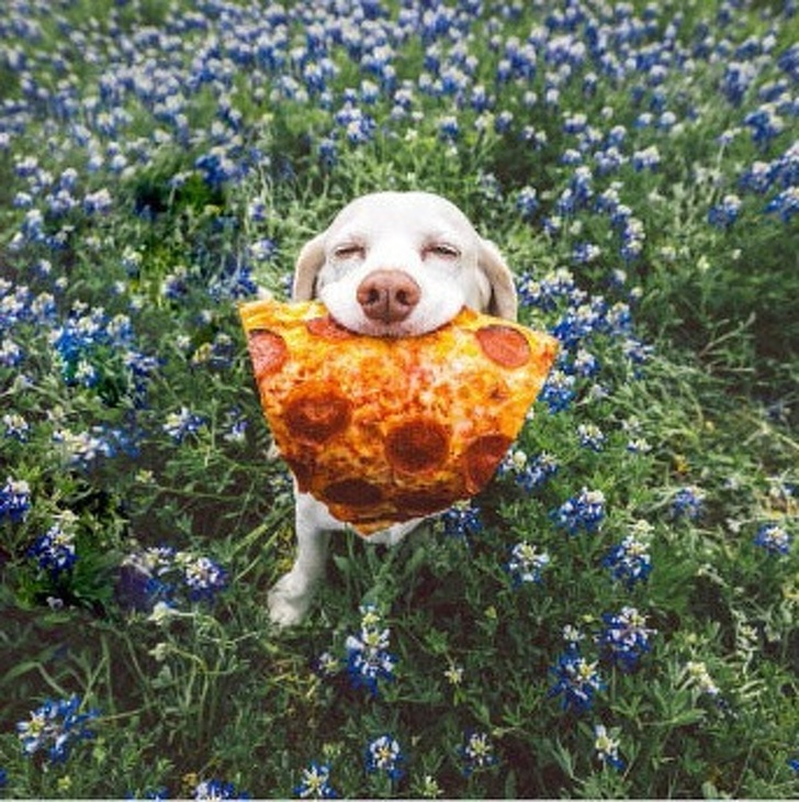 a kutyák szeretetből készültek