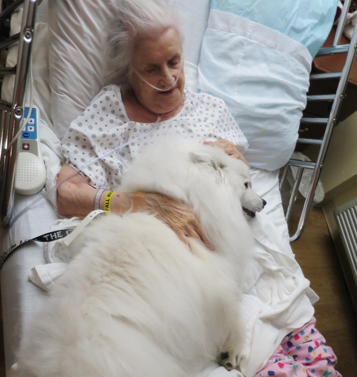 a kutyák szeretetből készültek