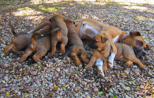 19 hihetetlenül boldog kutyaszülő a kicsinyeivel