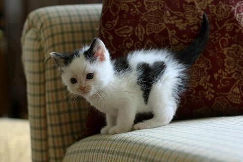 szívecskés bundájú állatok