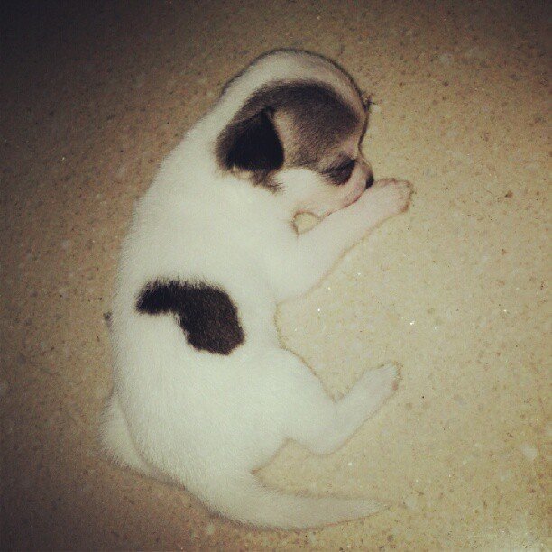 szívecskés bundájú állatok