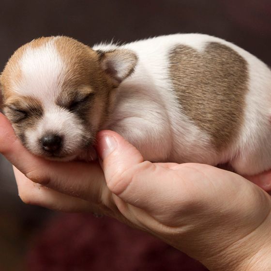 szívecskés bundájú állatok