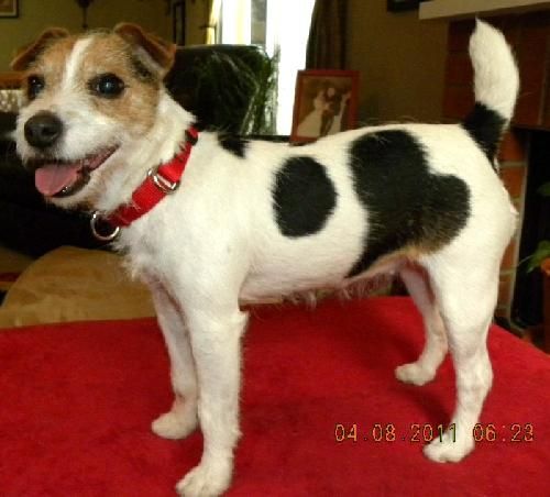 szívecskés bundájú állatok