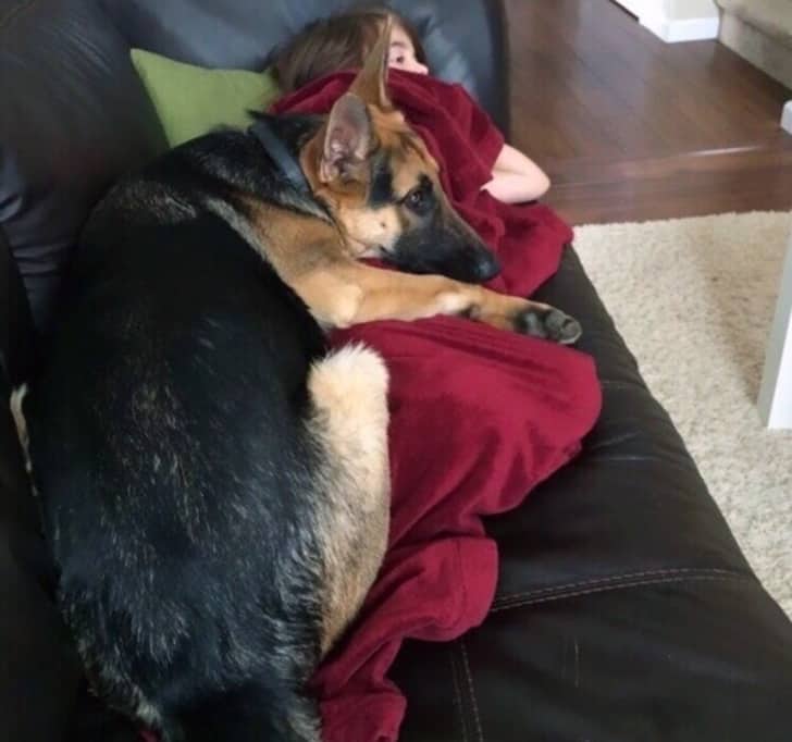 kutya szereti a gazdáját2