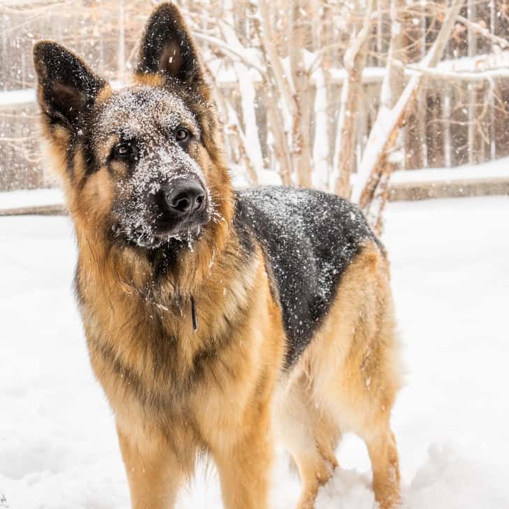 kutya szereti a gazdáját3