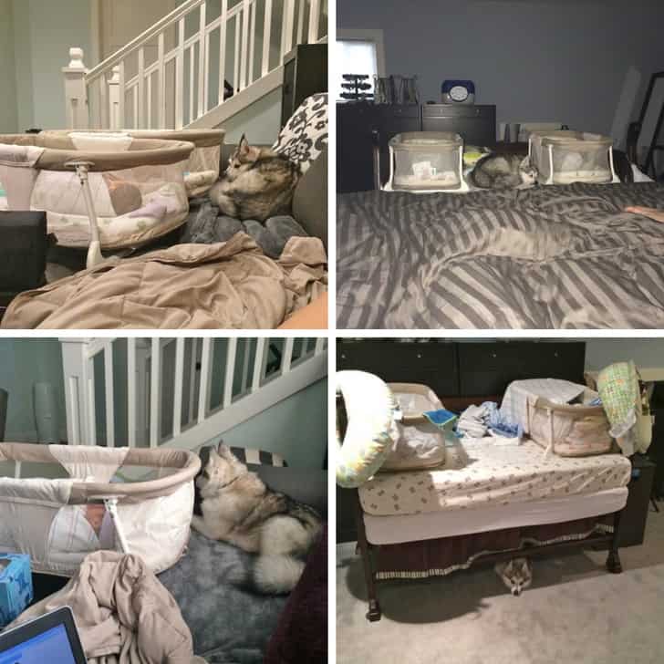 kutya szereti a gazdáját5