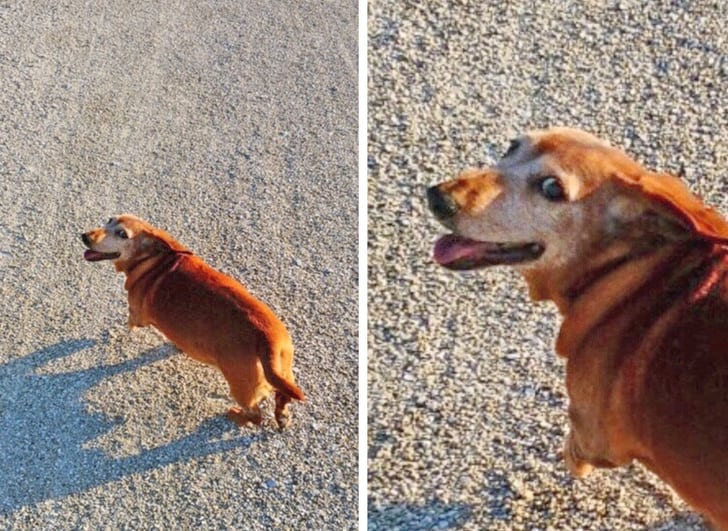 kutya szereti a gazdáját6