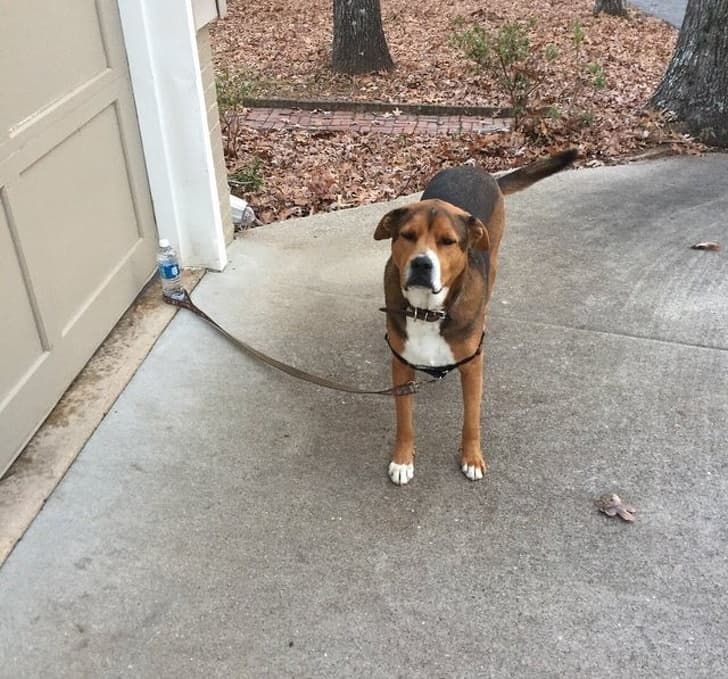 kutya szereti a gazdáját7