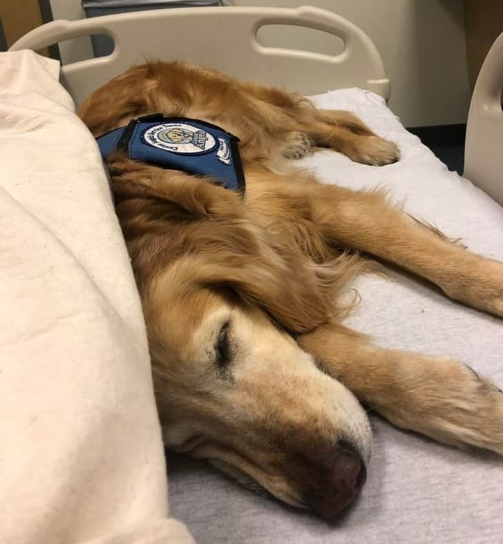 kutya szereti a gazdáját8