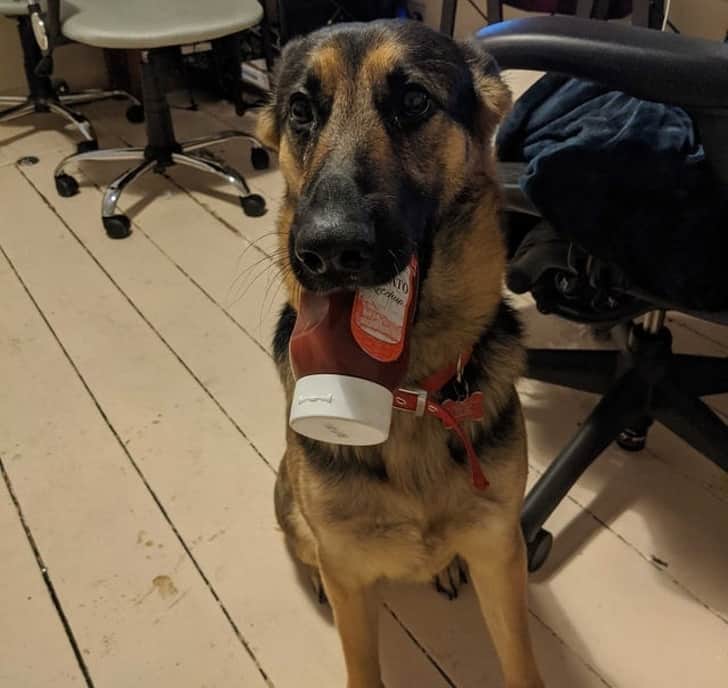 kutya szereti a gazdáját9