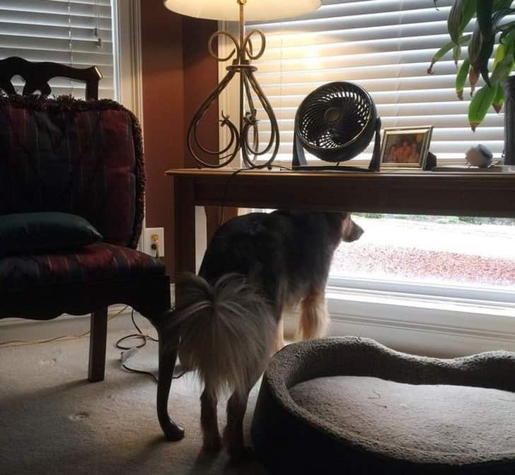 kutya szereti a gazdáját10