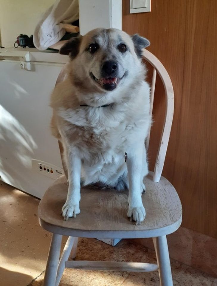 az idős kutyák szeretete nem halványul