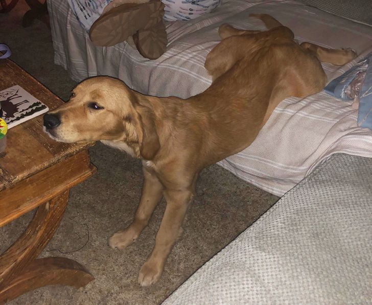 kutyák megnevettetik a gazdit1