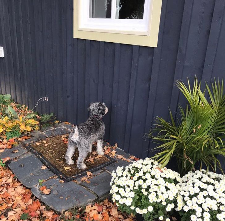 kutyák megnevettetik a gazdit2