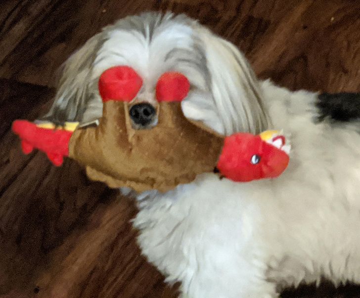 kutyák megnevettetik a gazdit3