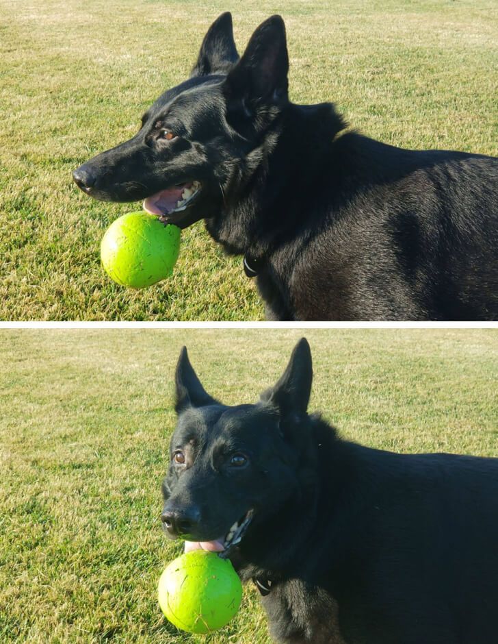 kutyák megnevettetik a gazdit4