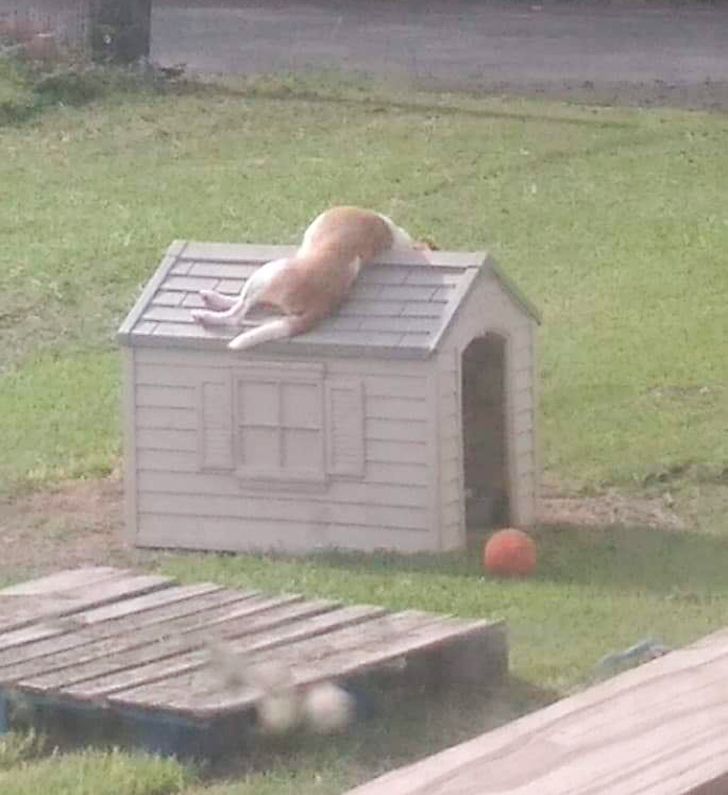 kutyák megnevettetik a gazdit5