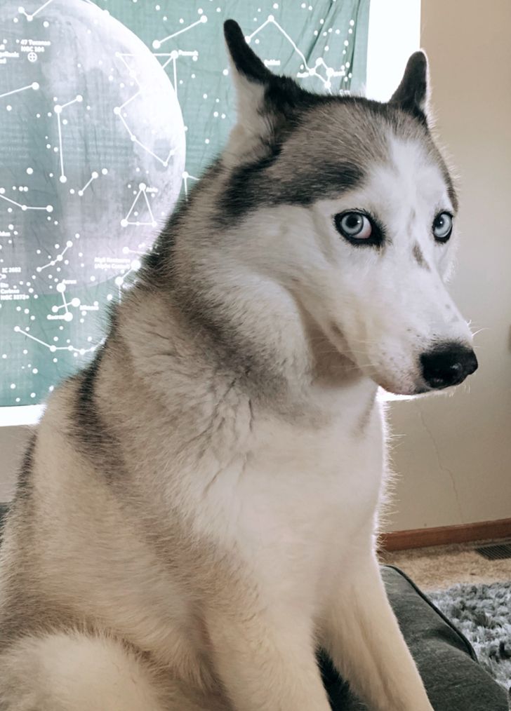 kutyák megnevettetik a gazdit6