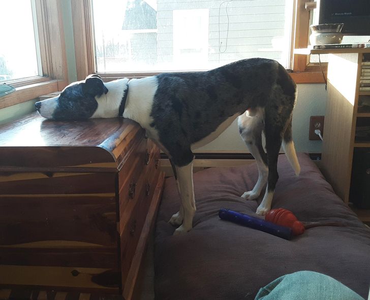 kutyák megnevettetik a gazdit7