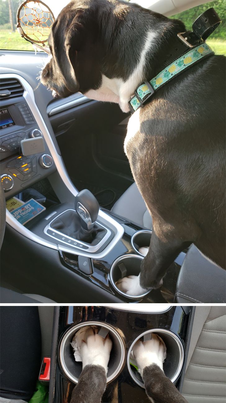 kutyák megnevettetik a gazdit8