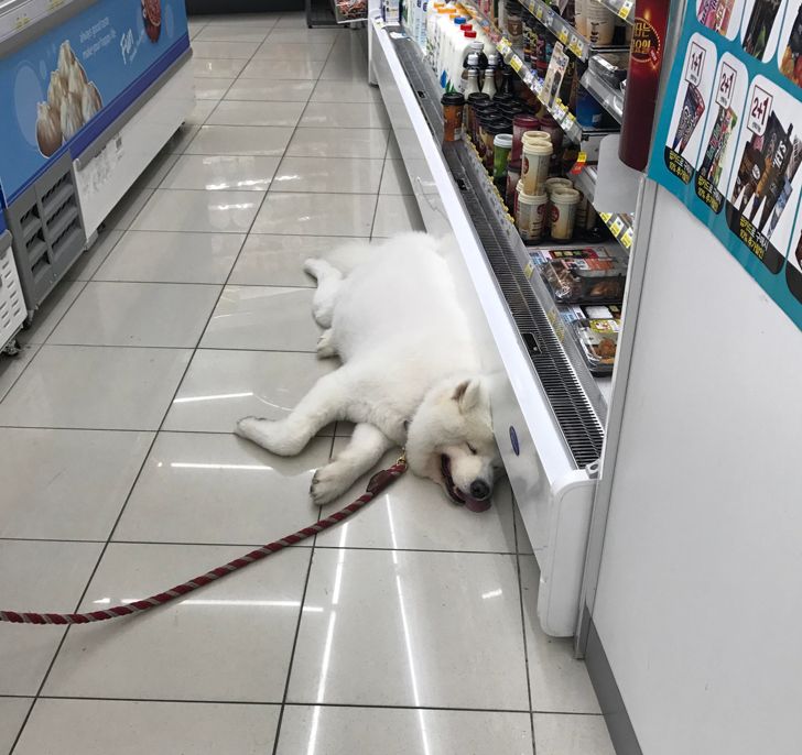 kutyák megnevettetik a gazdit9