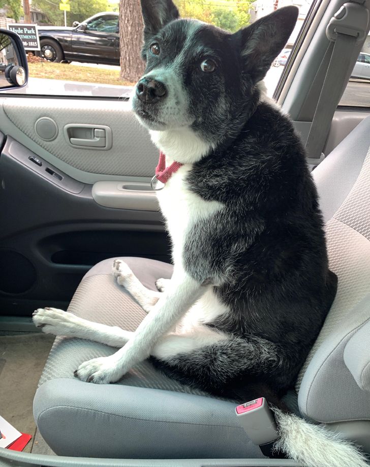 kutyák megnevettetik a gazdit10