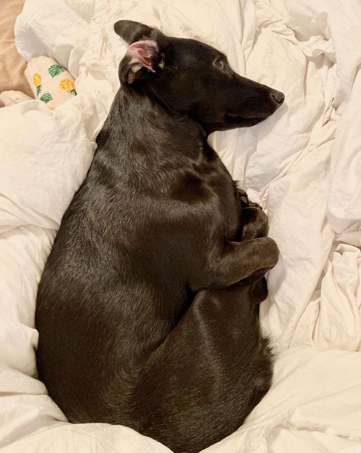 kutyák megnevettetik a gazdit11